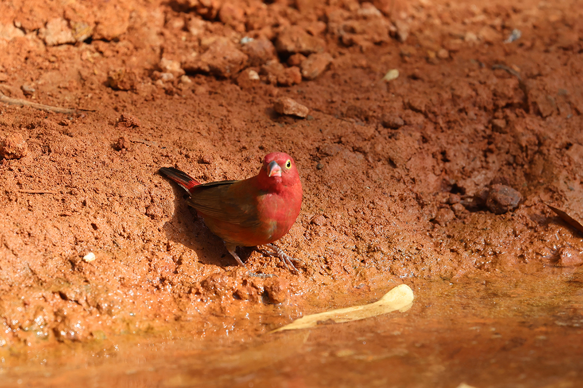 Red-billed Firefinch